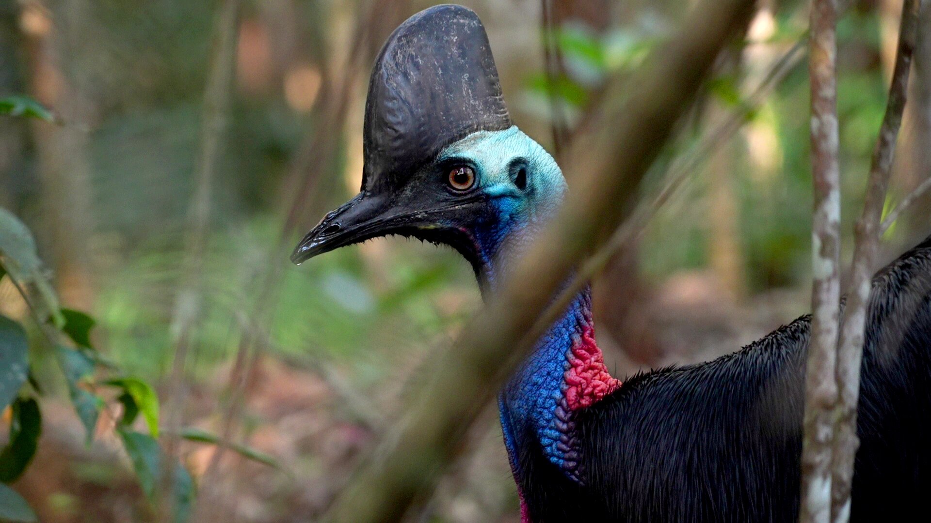 Queensland's Bird Flu Battle: Conservationists Prepare for Potential Outbreak (2026)