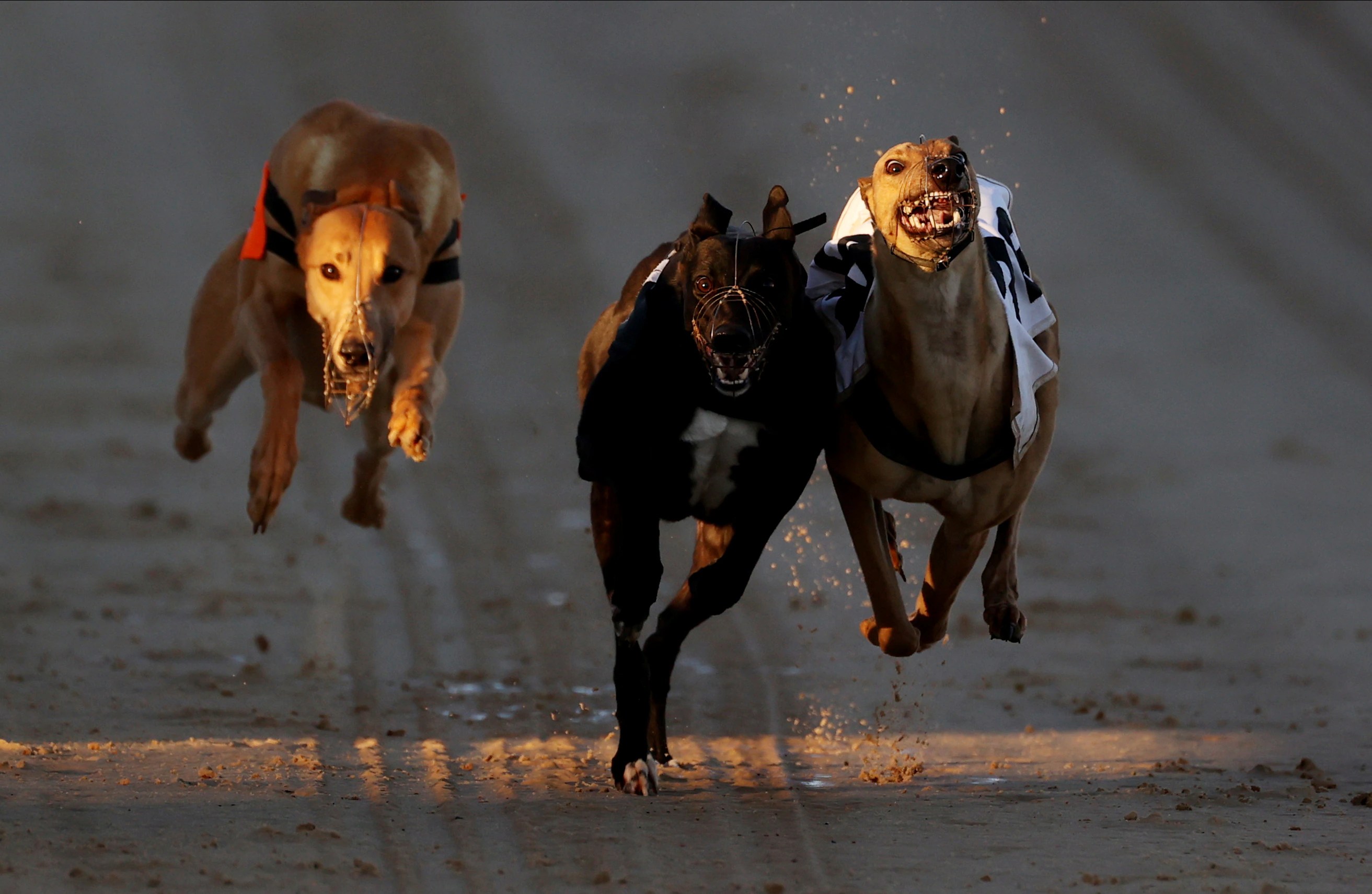 Tasmania Greyhound Racing Ban: Progress & Opposition (2026)