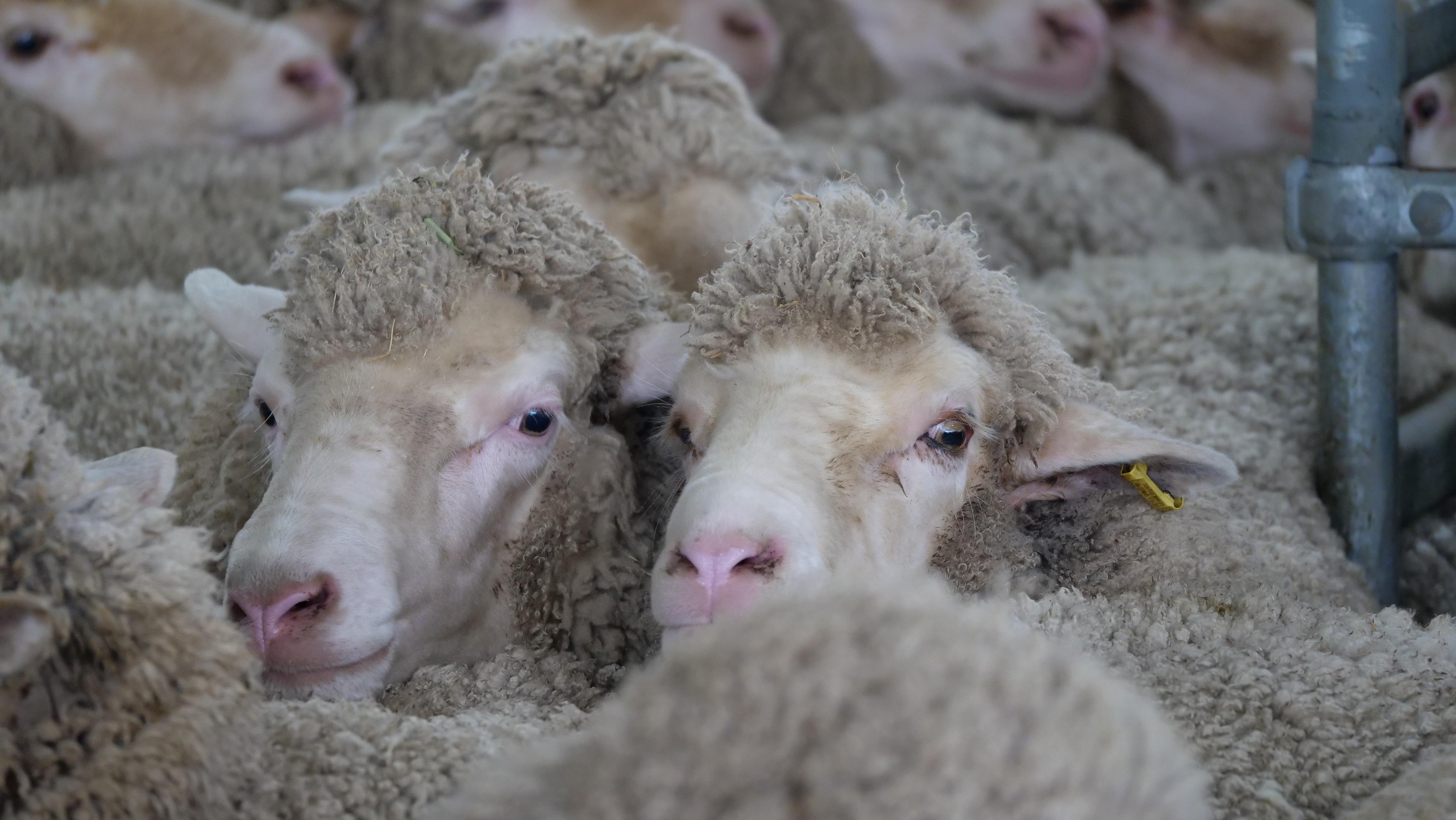 Mutton and Lamb Prices Skyrocket in Australia: Understanding the Market Boom (2026)