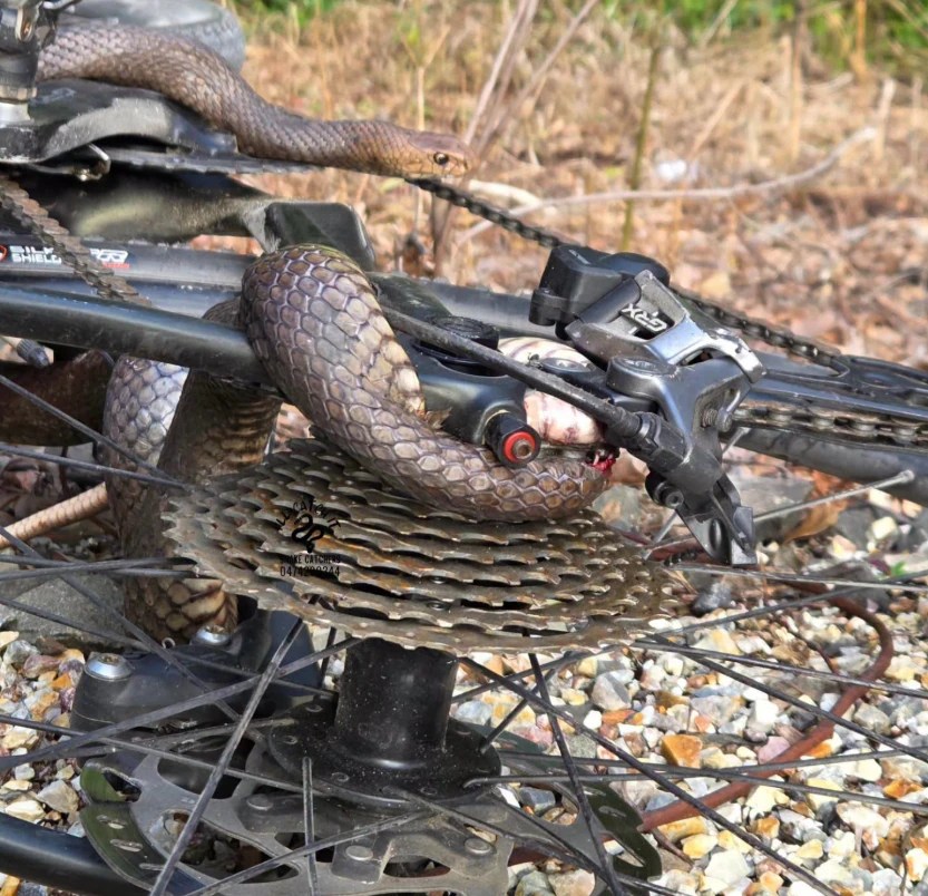 Cyclist Bitten by Eastern Brown Snake: What Happened on World Snake Day? (2026)