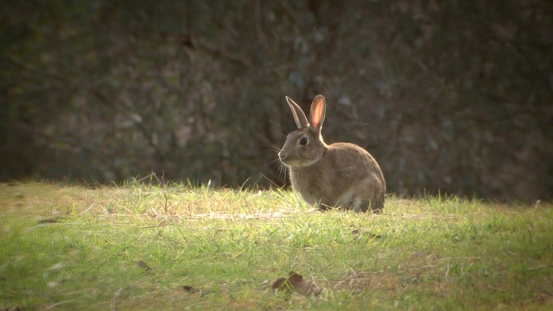 How Australia is Using Biological Control to Tackle Feral Rabbit Overpopulation (2026)