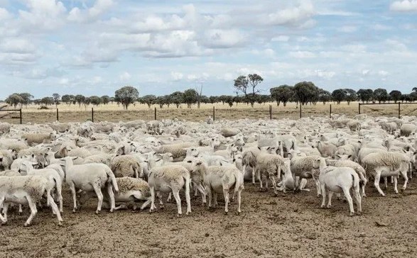 5,500 Sheep Stolen in Queensland: $1.7M Theft Investigation (2026)