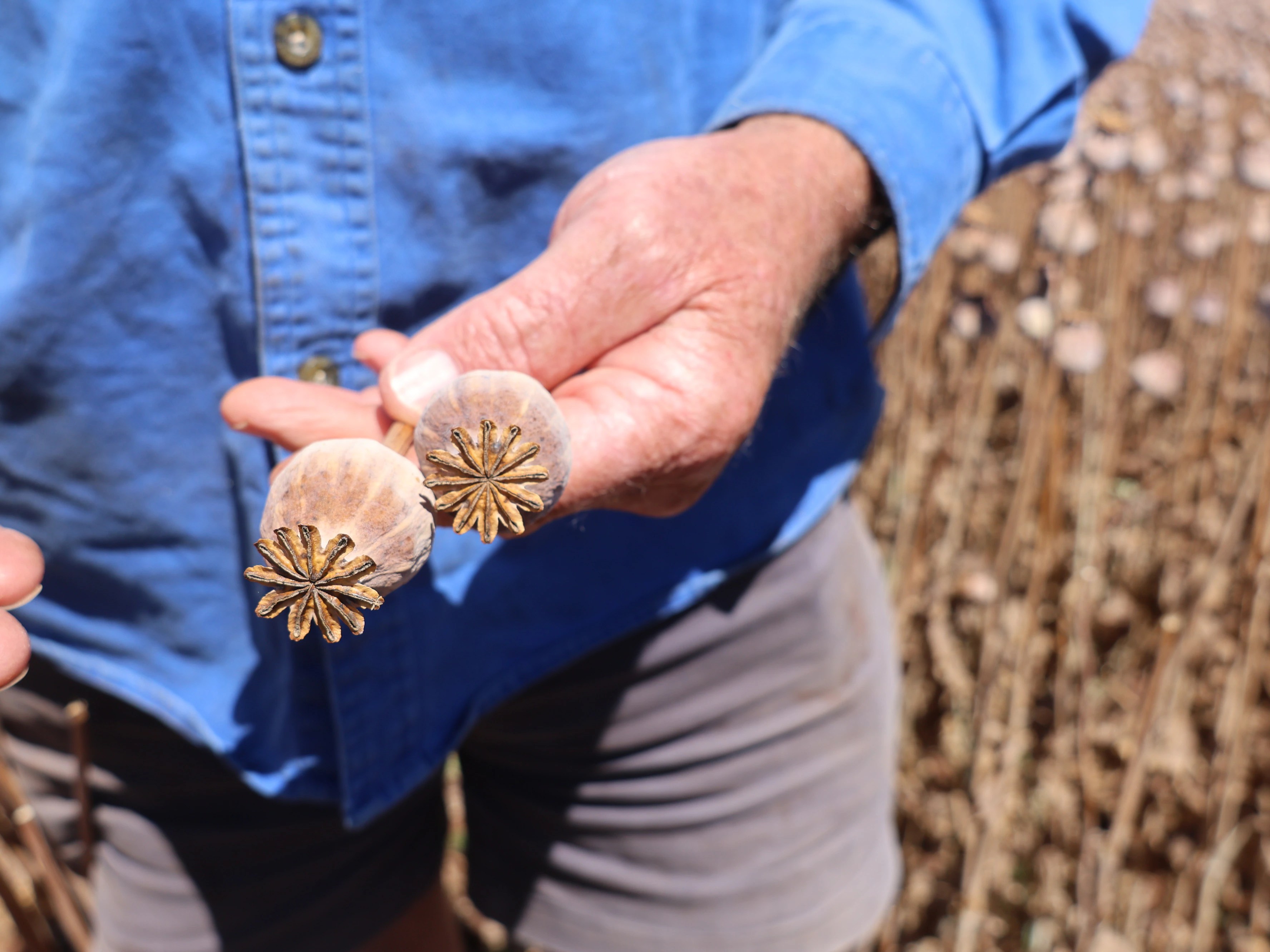 Theft of Toxic Poppies: A Health Alert and Police Investigation (2026)