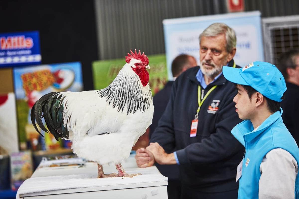 Melbourne Royal Show: Poultry Ban Amid Bird Flu Outbreak (2026)