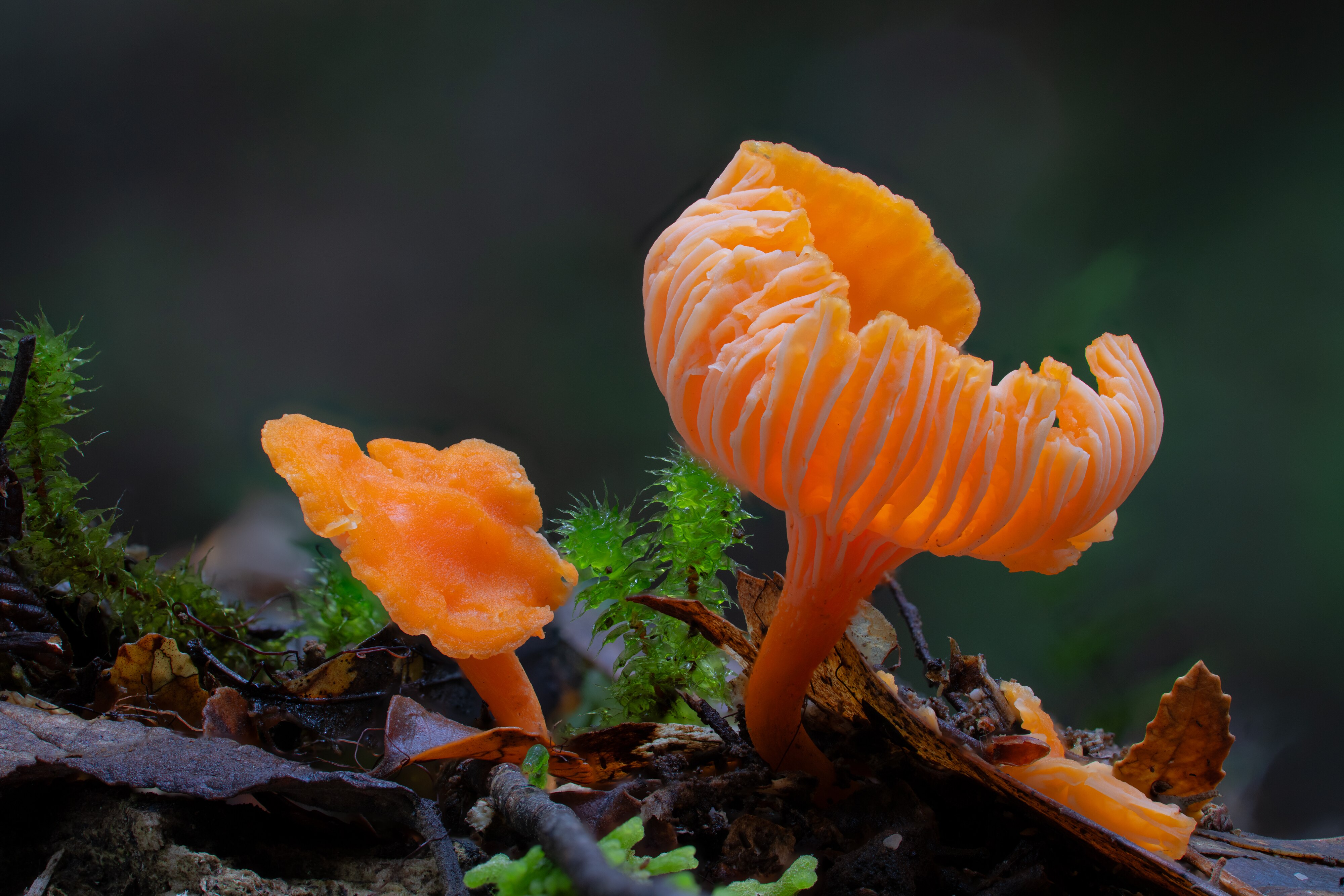Fungi Officially Recognized as Nature's Third Kingdom: What It Means for Our Planet (2026)