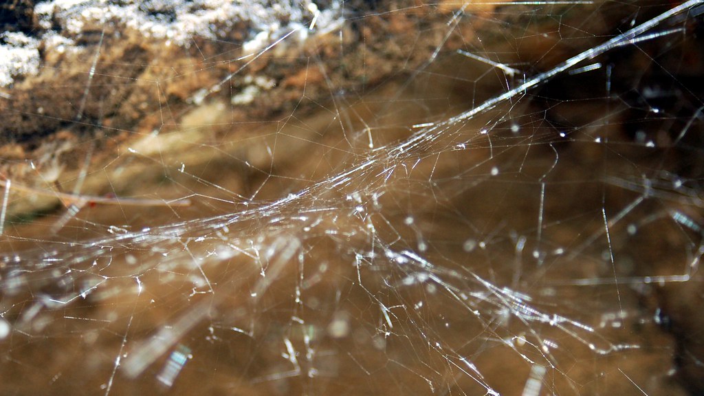 Detailed view of a black widow spider web, showcasing its intricate structure.