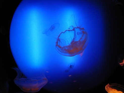 Une méduse m'a piqué alors que je nageais en mer. meduse | mÃ©duses en aquarium, Saint-Malo, Bretagne | polypod | Flickr