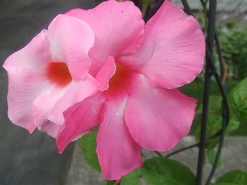 Two mandevilla flowers on a vine with glossy leaves