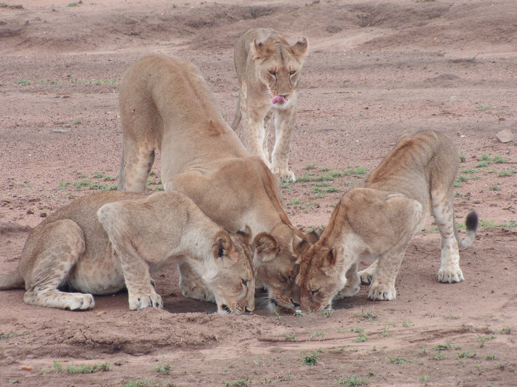 The watering hole