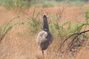 kori bustard bird heaviest flying worlds pilanesburg afrikaans seen africa national south park