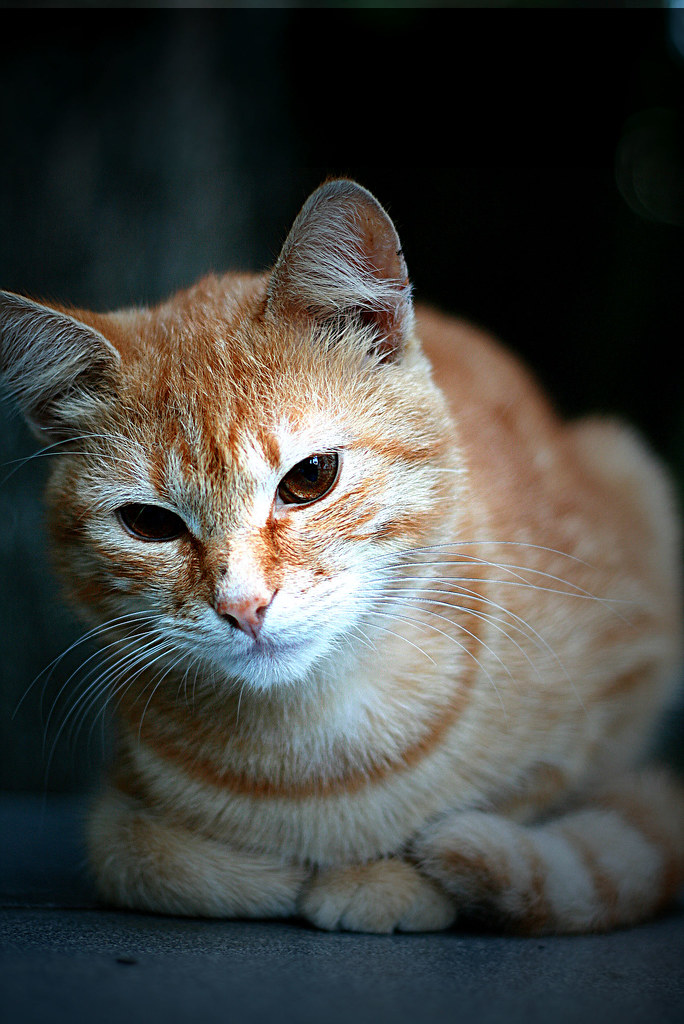 Dapatkan Gambar Perkenalkan Luhu Kucing Berwajah Sedih Dunia Kucing Kampung Terbaru oleh www.lampunghits.com