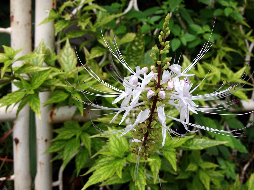 Di malaysia diketahui sebagai misai kucing, tanaman ini . Cat S Whisker Flower Bunga Kumis Kucing Cat S Whisker Ku Flickr