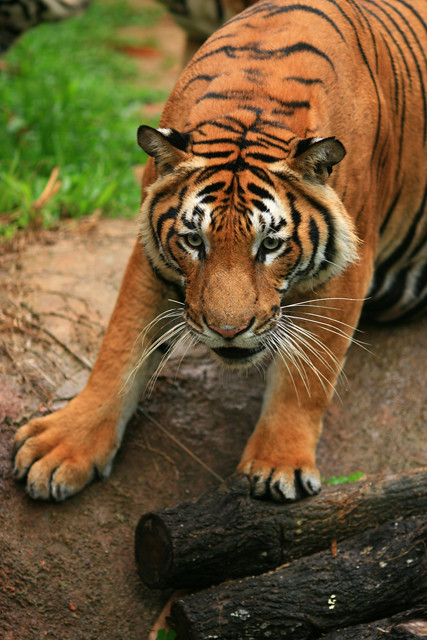 Unduh Gratis Gambar Cat Harimau Marah Amazing Picture Of Tiger 2048x1536 Wallpaper Terkeren oleh Lampunghits.com