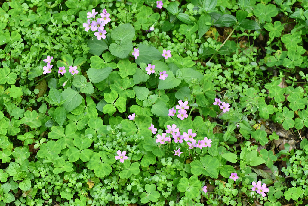 紫花酢醬草繁殖紫葉酢漿草得養殖養護繁殖方法以及注意事項老花民得養花秘籍 Hygpa