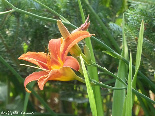 Urania Verein Offene Garten Berlin Brandenburg 2020