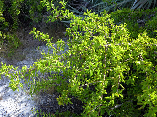150 hypoluxo rd, lantana, fl 33462, usa | park. Ximenia americana 1 | Hypoluxo Scrub Natural Area