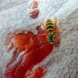 Non je viens vous proposer la recette d'une confiture préparée en 20 minutes et en plus délicieuse !!! La confiture, ça dégouline | Jean-Marie Lison | Flickr