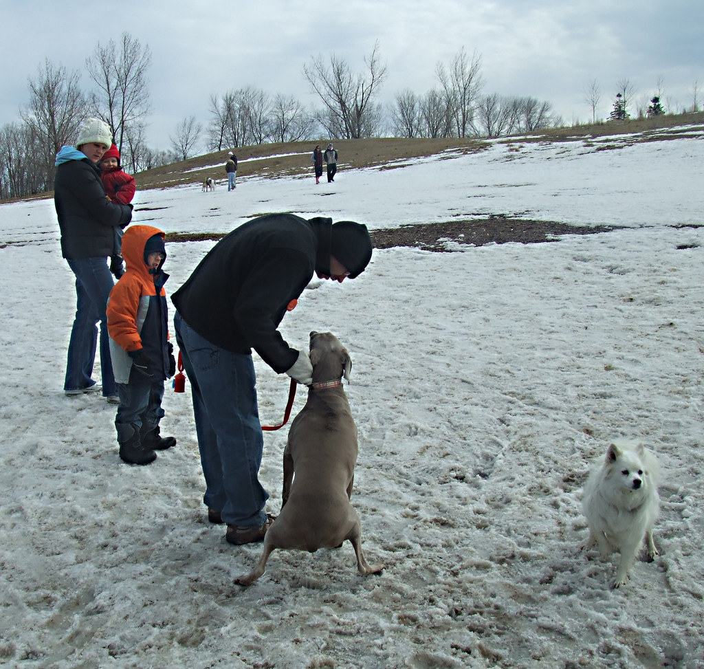 (i've been to the park many man… Meg Gavin Joe Sophie Dog Park Jack Darling Park Port Flickr