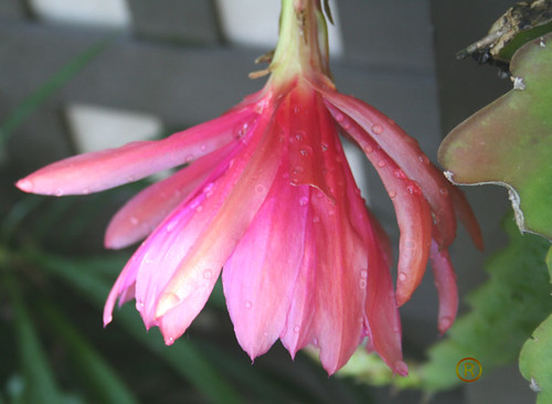 Upside down-cactus flower-epiphylum