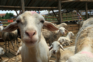 Free Gambar Senyum Kambing Senyum2kambing Twitter Terupdate by Lampung Hits