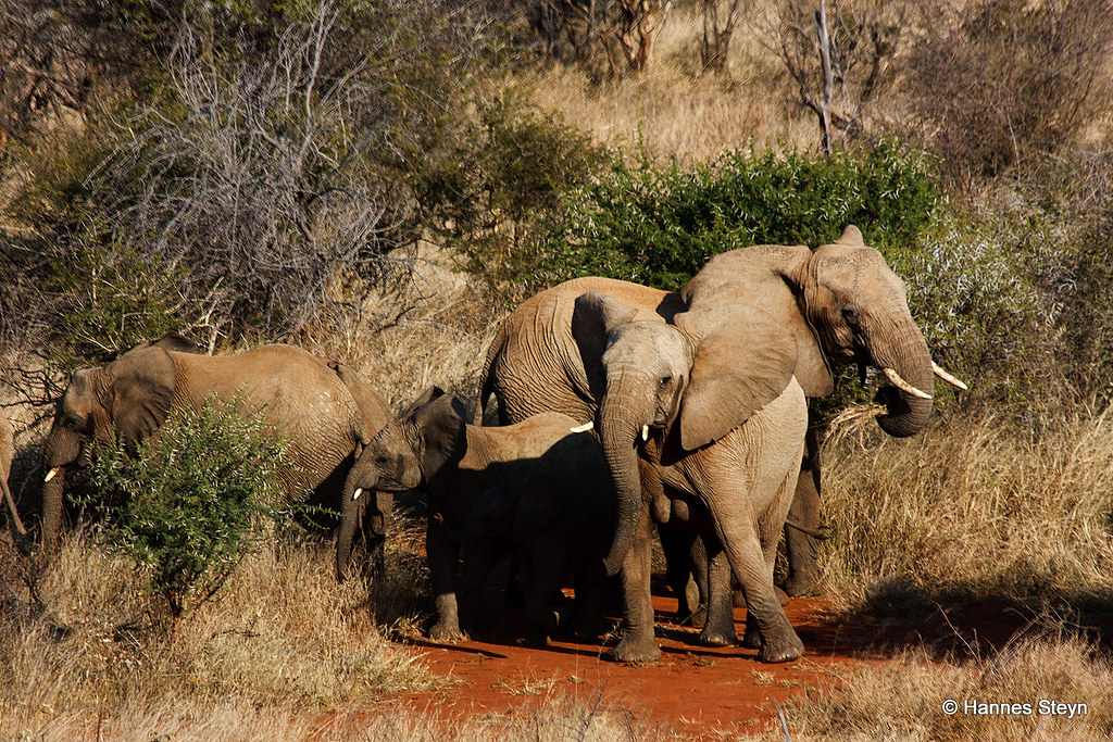 Elephants At The Waterhole Below Ukuthula Lodge Madikwe Ga
