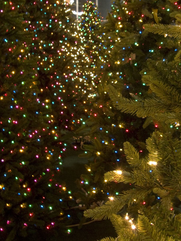 With a wide array of palm tree varieties, you've got lots to consider before you buy a palm tree for your yard. Trees W Lights Gertens Inver Grove Heights Mn December Tiffany Follett Flickr