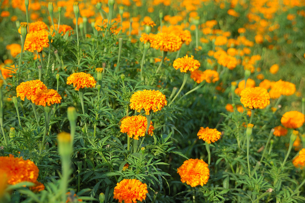 萬壽菊英文萬壽菊 Cpdpg