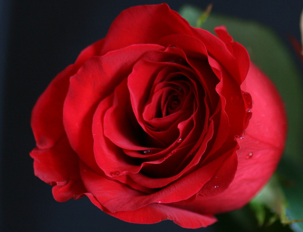Free stock photos & videos you can use everywhere. See trending images, wallpapers, gifs and ideas on bing everyday. La flor del amor | La rosa roja El significado de los
