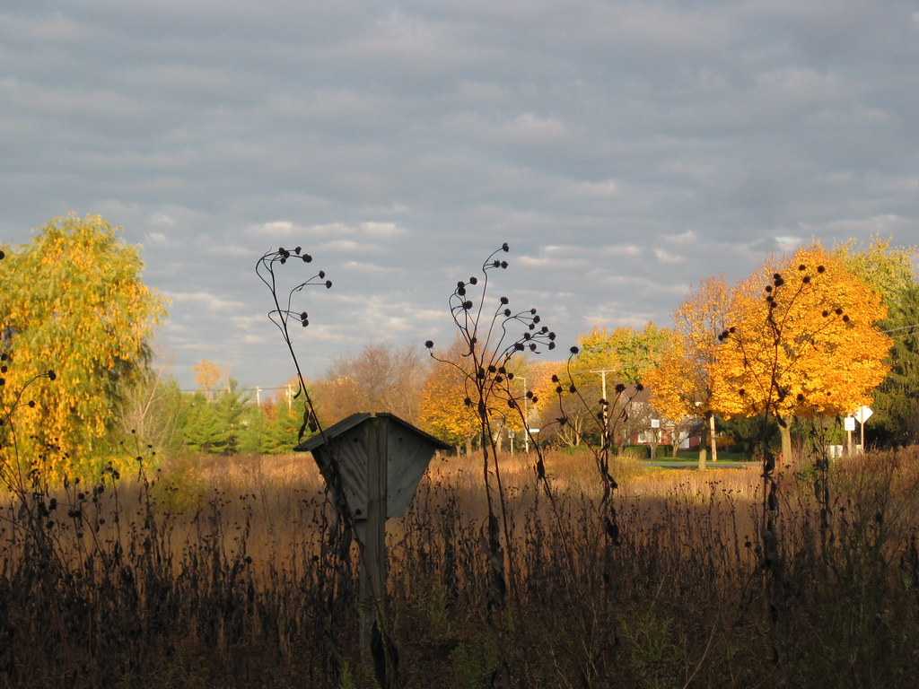 Buffalo creek nature preserve
