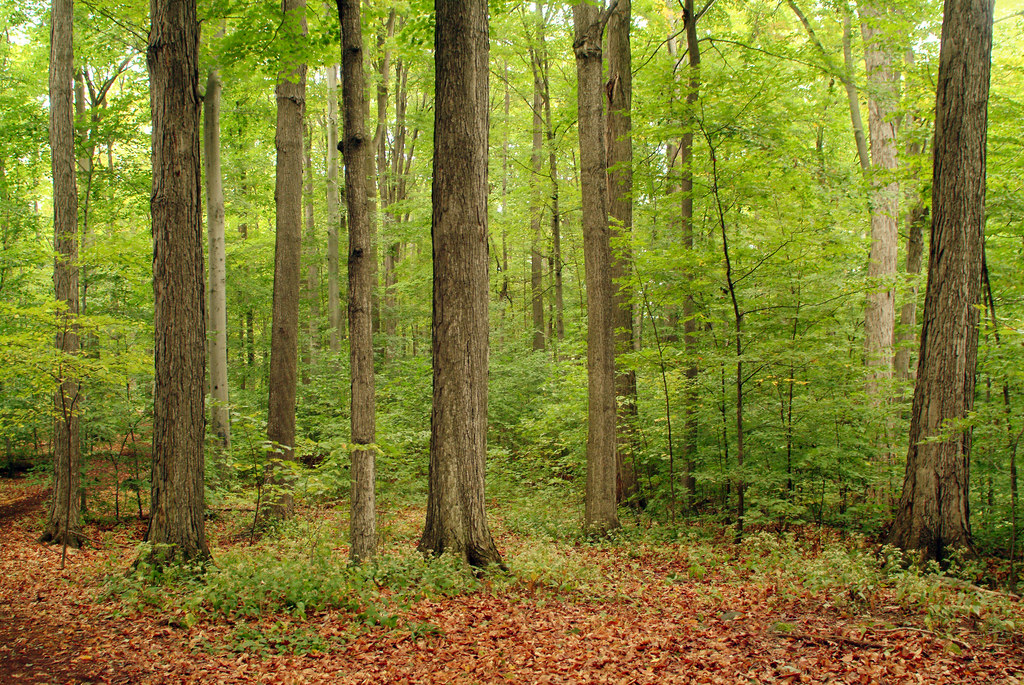 The sacred grove · address: The Sacred Grove Near Palmyra Ny 1 The Sacred Grove Is Flickr