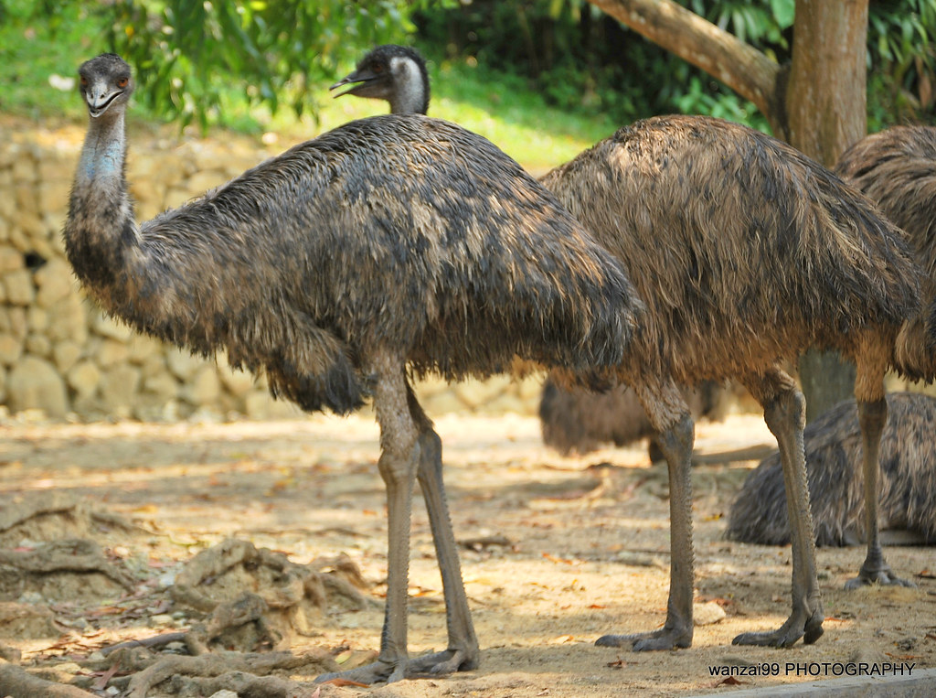 All Sizes | Ostrich (Kasawari) (Burung Unta) | Flickr - Photo Sharing! 763_X_1024_jpg