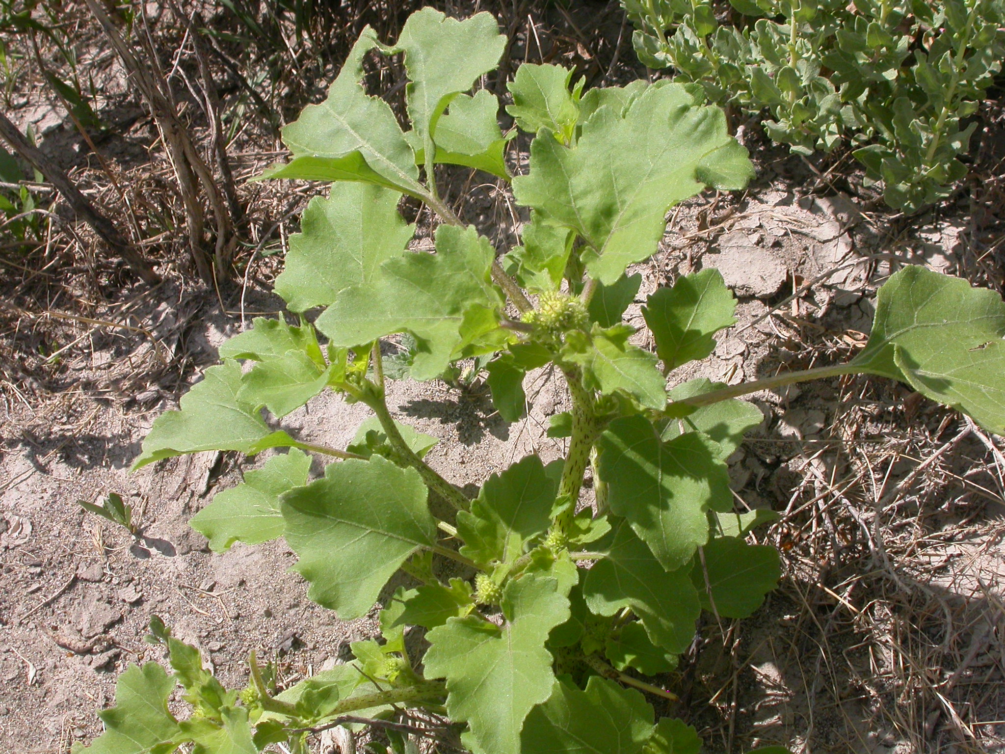 koukol obecný (Xanthium strumarium)