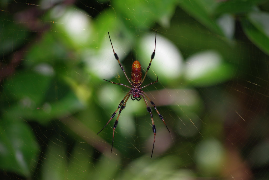Banana spider