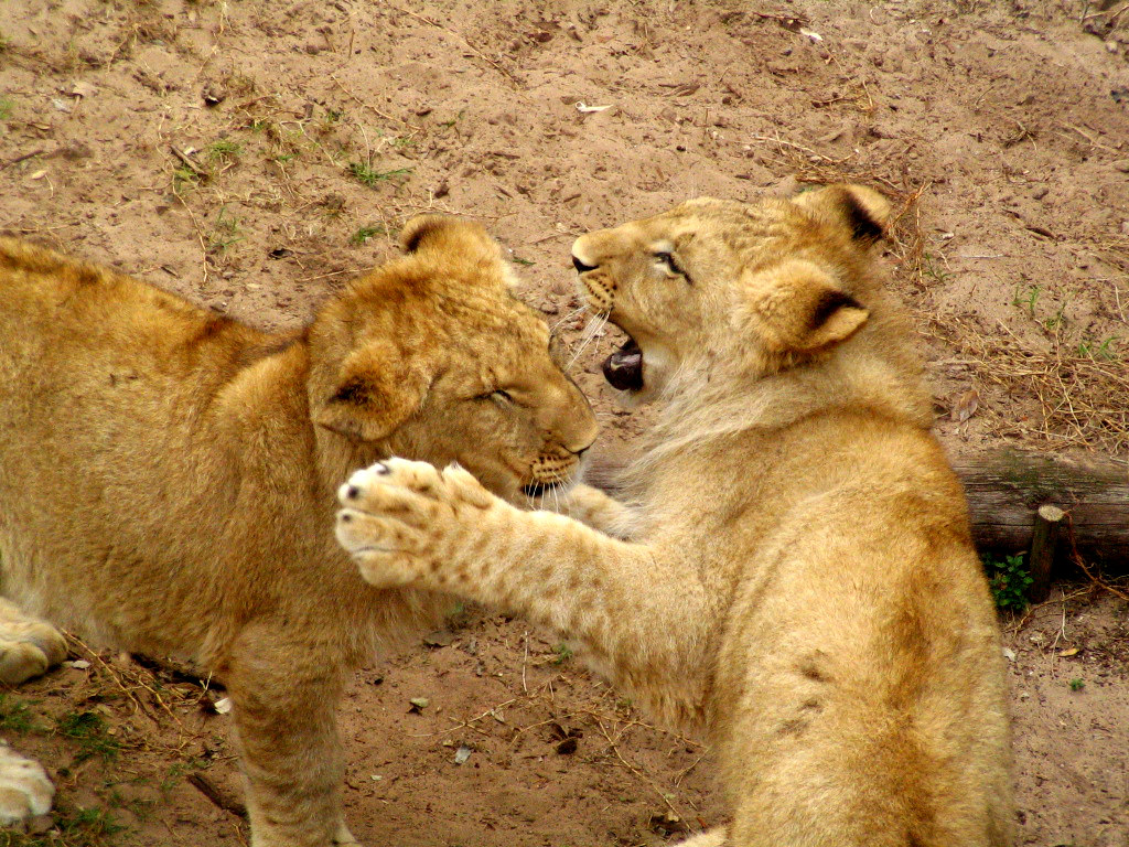 Playfull lion cubs