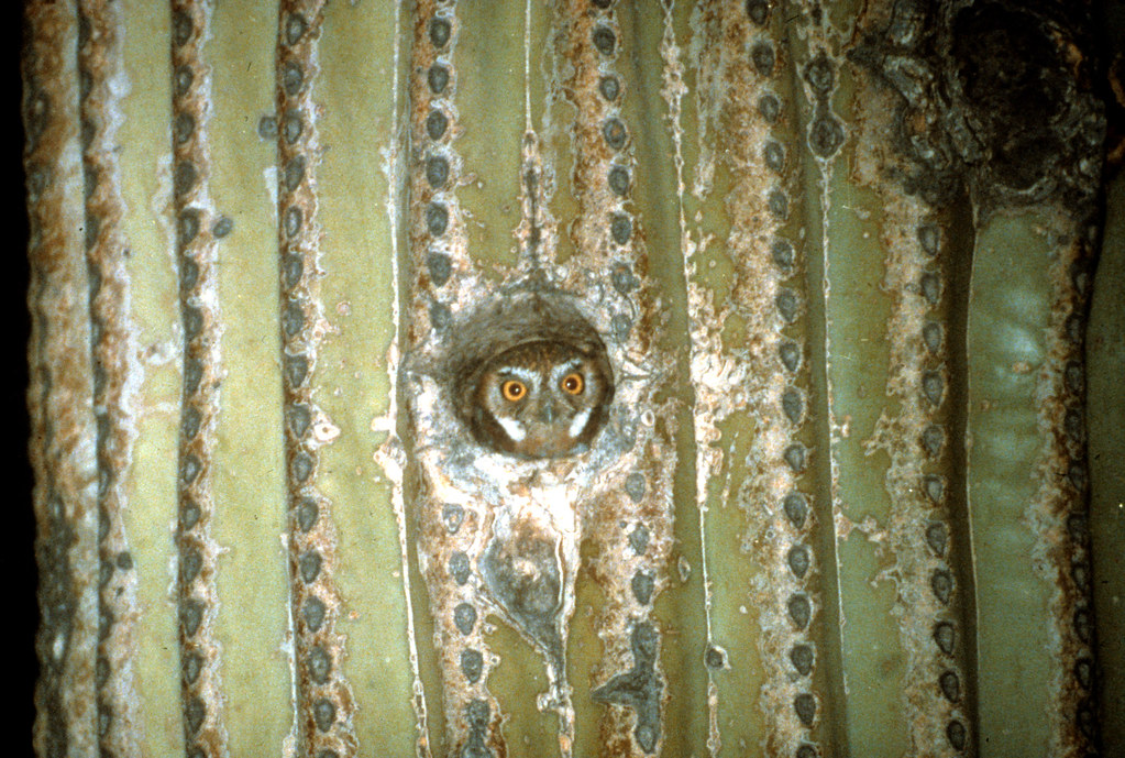 Elf Owl In Saguaro Hole Organ Pipe Cactus National Monument Flickr