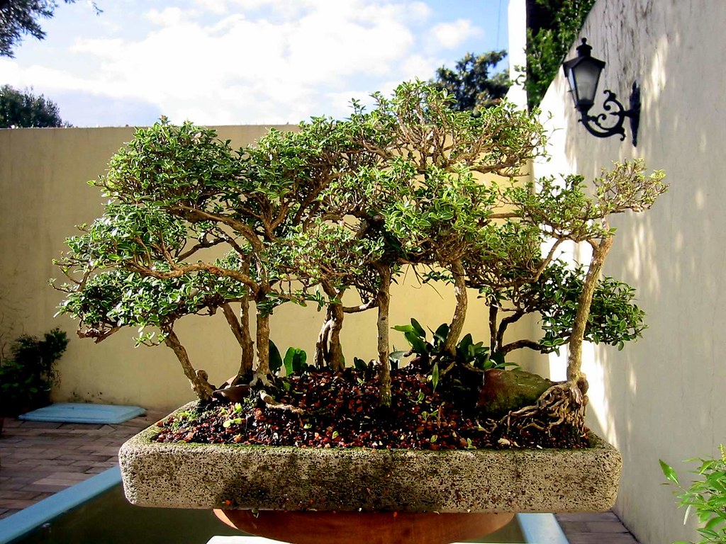 Serissa Foetida Andreas D Flickr