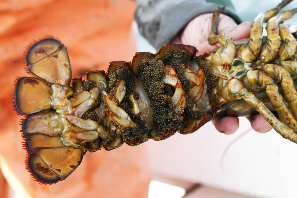 Just think of lobster rolls, chowder (or chowda, if you're from boston), fish and chips, fresh oysters and clams casino, among others. Eggs Boston Lobster Tours This One Is Preggerz Back In T Flickr