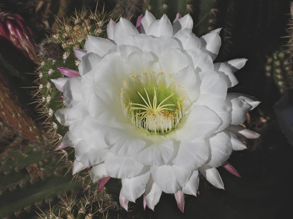 Viewed by some people as a weed and others as a beneficial herb, dandelions are a ubiquitous garden presence no matter how you see them. Img 7649 Trumpet Flower Cactus Tricholobivia Hybrid Blackhawk32 Flickr