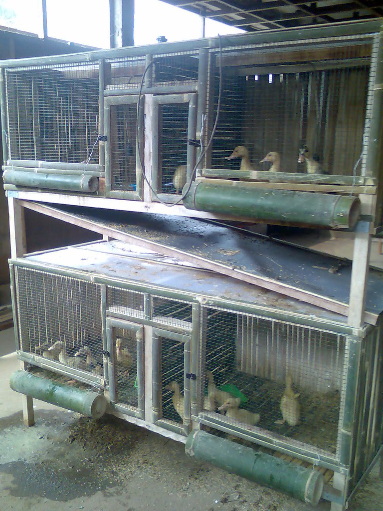 Dapatkan Gambar Kandang Bebek Di Jombang Terbakar Kerugian Capai Rp 150 Juta Terupdate oleh Lampunghits.com
