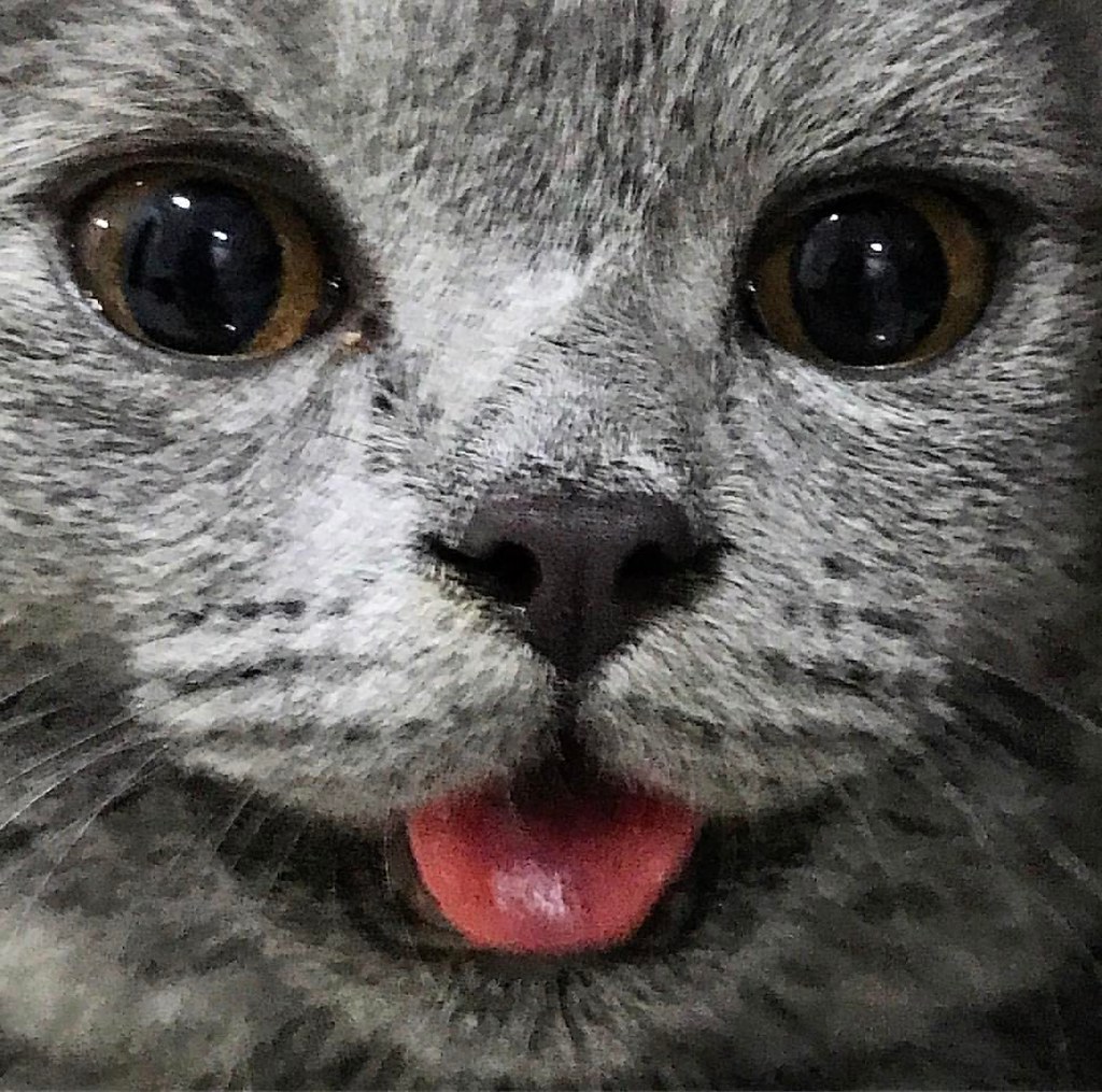 Gratis Unduh Gambar Kucing Senyum Youtube Terupdate oleh Lampung Hits