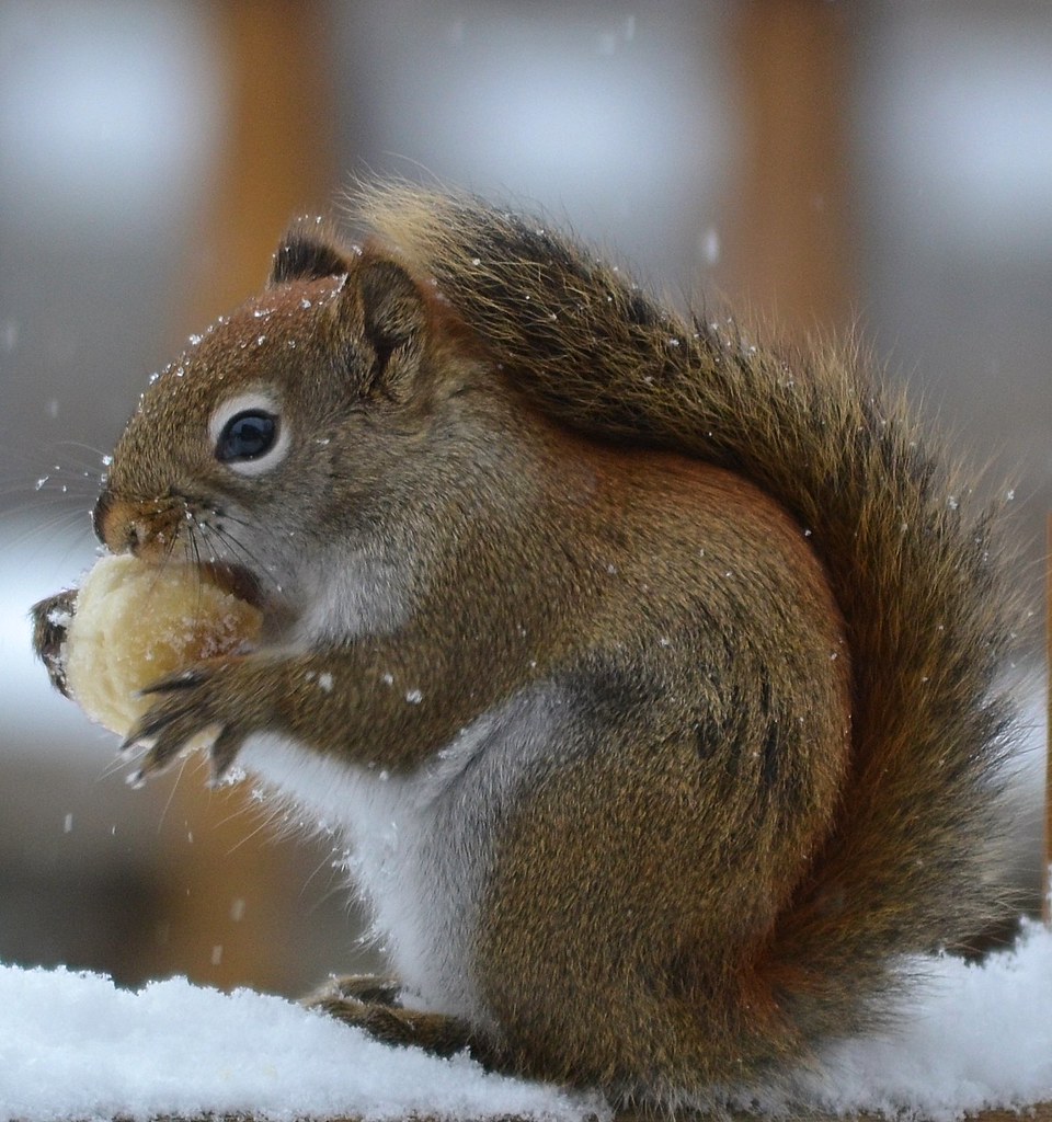 Order food online or in the uber eats app and support local restaurants. Red Squirrel Eating A Banana | Red Squirrel enjoying a