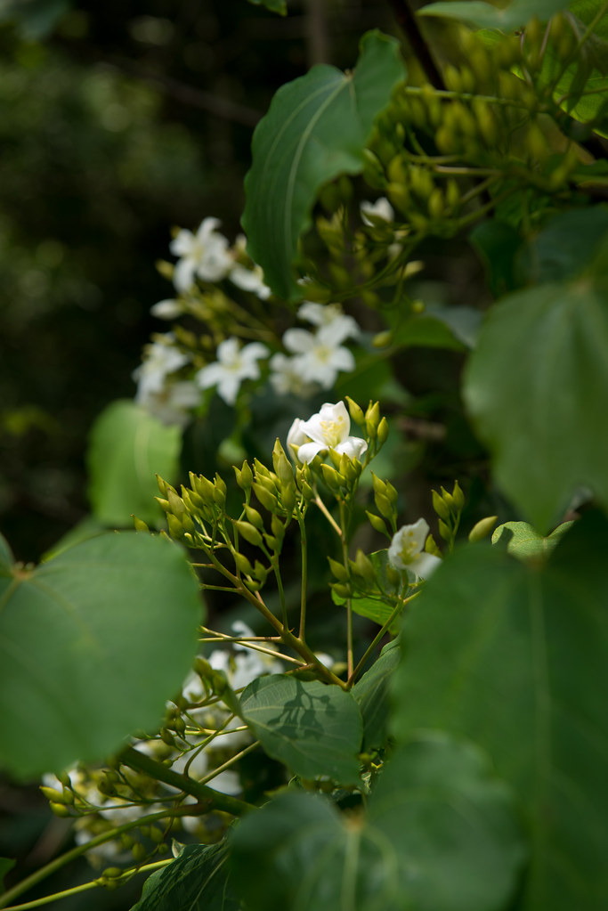 三義桐花桐花走廊 Tfdvy