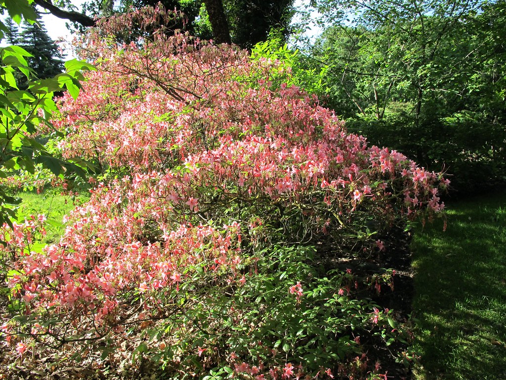 Bagatelle Paris Rose High Resolution Stock Photography And Images Alamy