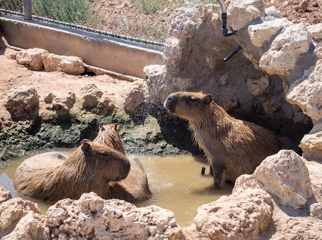 Capybaras in melios zoo