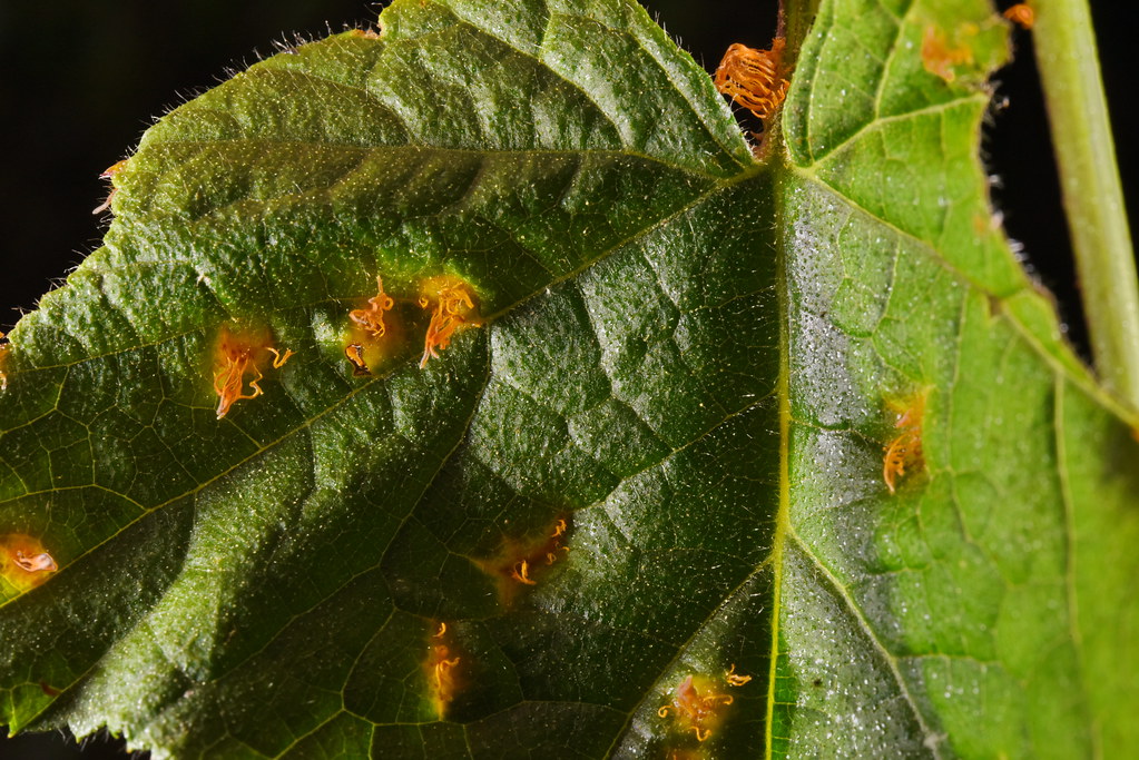 薔薇科薔薇科 Ropux