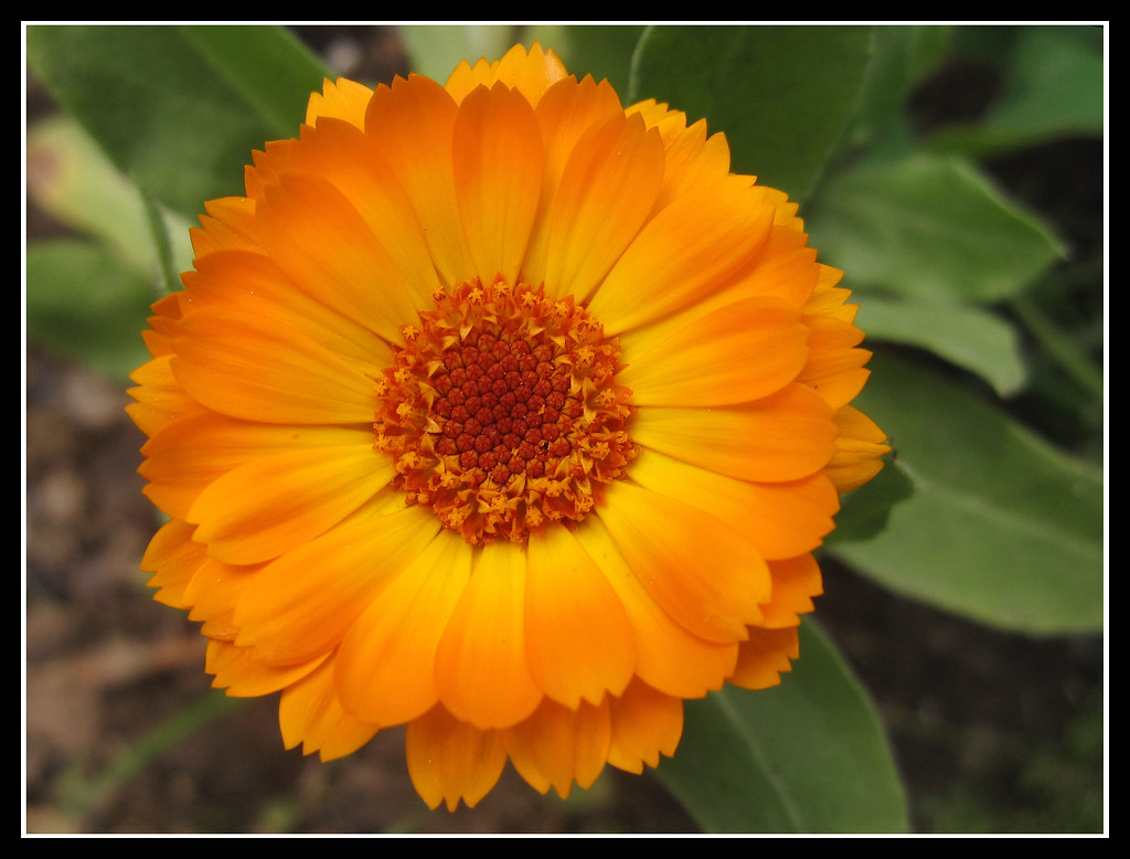 The yellow and orange confetti adds merriment and festivity to any dish. CalÃ©ndula | Las calÃ©ndulas o margaritas (Calendula) son un