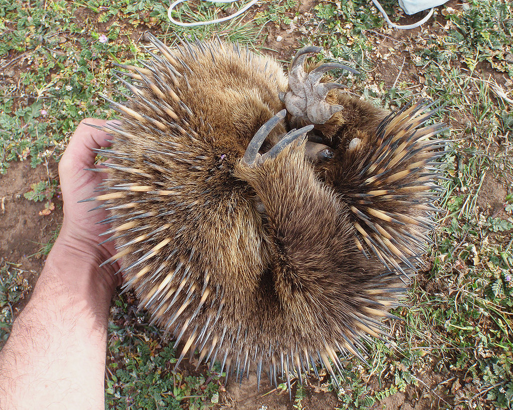 Echidna rolled over