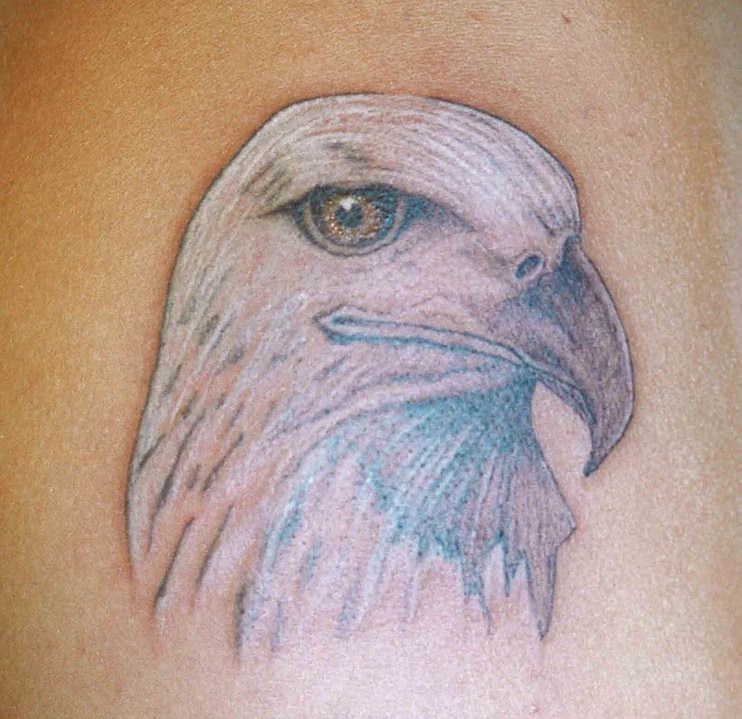 Aquila Dalla Testa Bianca Americo D'antonio L'aquila | Flickr 719_x_742_jpg