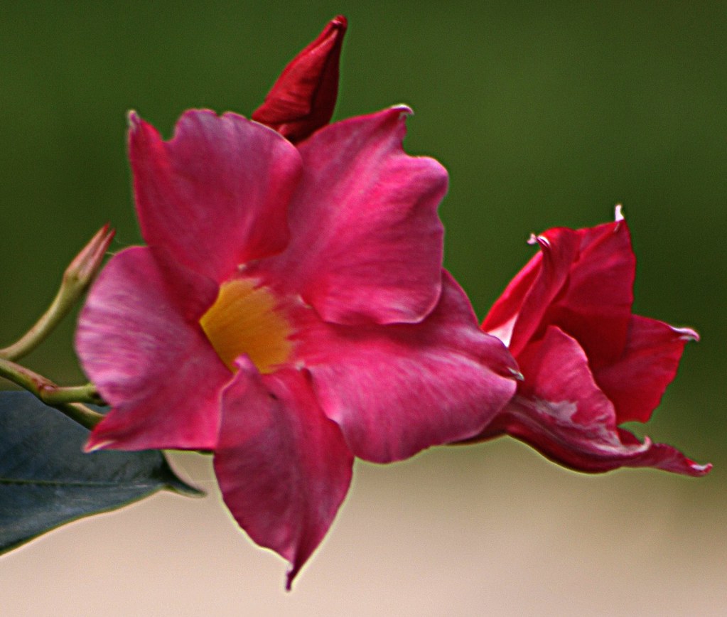 Mandevilla being overwintered indoors by a sunny window