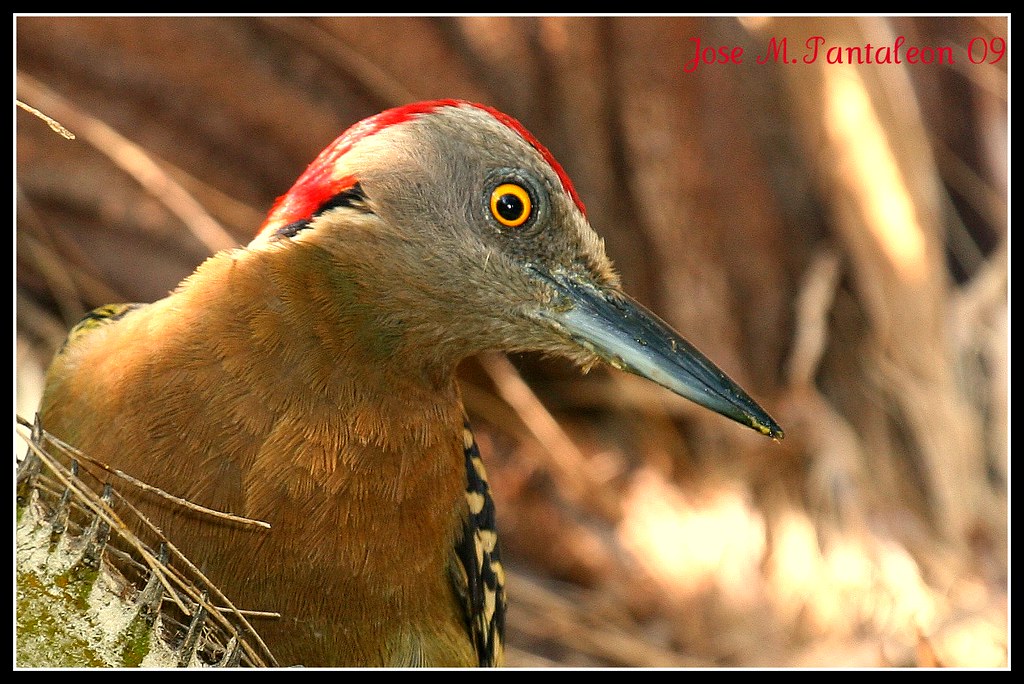 1 Me Puse A Pensar Porque A Los Grandes Halcones Le Hac